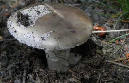 Muchomůrka šedivka
